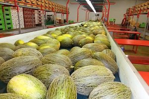 Manipulado de melones en la empresa Vegacañada