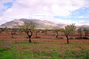 Almendros afectados por la sequía