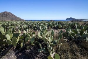 Vista de la playa de Genoveses desde un campo de chumberas.