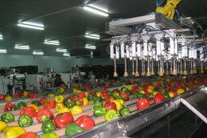 Hortalizas  en una empresa comercializadora almeriense atendida por trabajadores del manipulado.