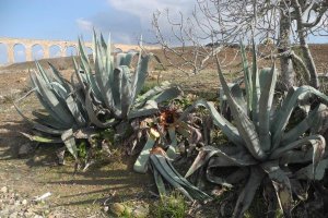 Piteras devoradas por el picudo negro en la Venta del Pobre.