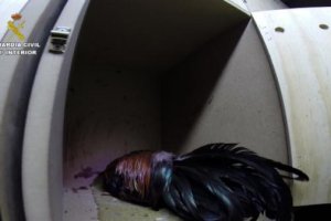 Uno de los animales heridos.