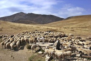 La búsqueda de agua y de pastos frescos se ha convertido en una difícil misión para los pastores almerienses.  