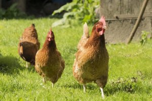 el reglamento está vigente desde 1987. 