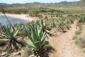 Las pitas se han convertido en un símbolo de Almería -en la imagen, la playa de Los Genoveses.