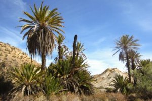 Palmeras a la entrada del desierto de Tabernas, en la zona del Chorrillo en Sierra Alhamilla.