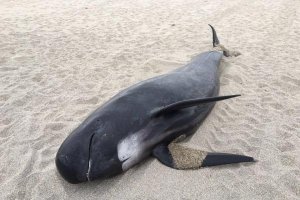 Ejemplar de calderón que apareció muerto en Las Salinas de Roquetas.