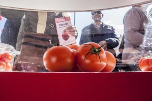 El tomate es el producto estrella de la agricultura.