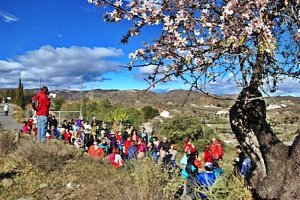 Almendros en flor en el municipio de Lubrín