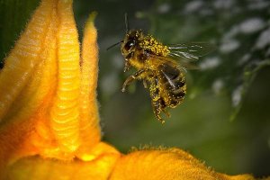 ‘Polinización’ de Antonio Navarro Robles, primer premio.