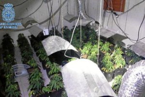 Cultivo en el interior de la vivienda