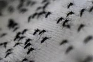 Los mosquitos son los principales transmisores del virus.