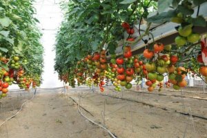 El tomate  almeriense se ve perjudicado en precio.