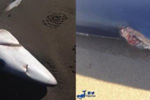 Imagen del tiburón muerto en la playa de Vera y detalle del corte de su aleta dorsal.