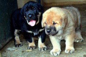 Cachorros de perros mastín.