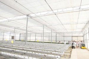 El sistema de mecanismos se ha diseñado para los invernaderos denominados de tipo capilla o multicapilla. 