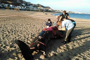 Miembros de Equinac toman mustras del ballenato aparecido muerto en la playa.