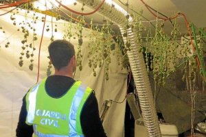 Un agente inspecciona el cultivo de marihuana.