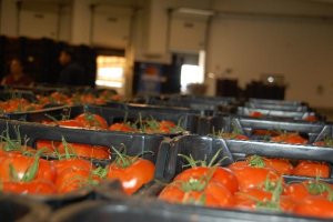 El tomate es el producto estrella de Vegacañada