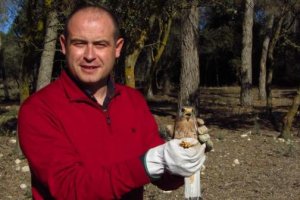 El delegado con uno de los cernícalos antes de ser soltado.