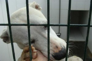 Un perro en el centro zoosanitario municipal de Almería.
