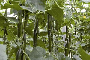 Cultivo de pepino tipo Almería