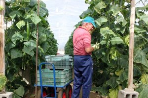 El sector agrícola almeriense teme que Turquía pueda influir en los precio.