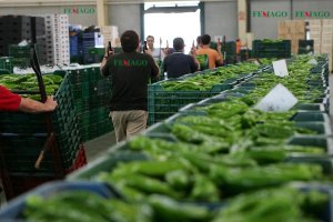 La sala  de subastas de la alhóndiga de Femago, en el Polígono La Redonda. 