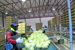 Trabajadores en una de las empresas de manipulado de productos agrícolas