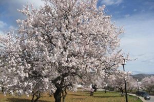 Almedros Valez Rubio