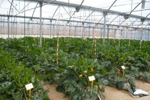 Calabacín en los invernaderos de Almería