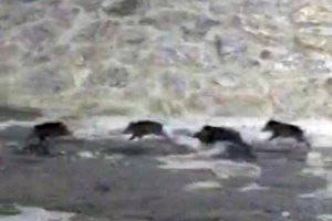 Captura del vídeo en el que se ve la piara de jabalíes corriendo.