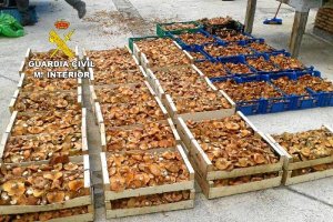 Cajas con níscalos recogidos ilegalmente y varios municipios de la provincia.