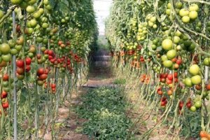 Cultivo de tomate en invernadero.