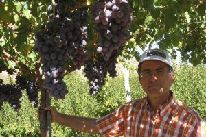 Parral en ecológico en Alhama de Almería.