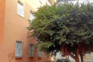 Árboles sin podar frente las ventanas de viviendas en la calle Juan de la Cosa