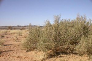 Matorral típico de Almería