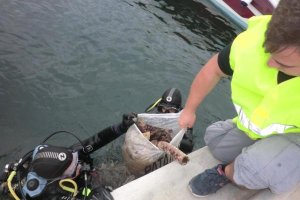 Basura recogida del fondo del puerto de Aguadulce