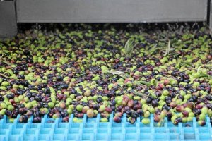 La novedad de este año es un aceite de aceitunas verdes