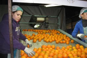 Almacén de naranjas en Arboleas. 