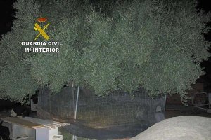 Plantas incautadas en Albox por agentes del Seprona.