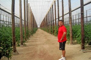 José María Salvador en su invernadero del Paraje del Caballón, soportado por postes de madera con más de cincuenta años.