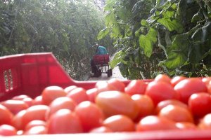 Almería es la primera productora de tomate de Europa