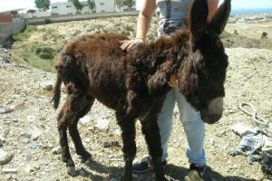 El burrito Capitán hace unos meses 