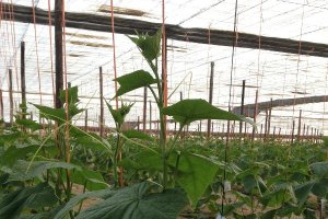 Cultivo con control biológico en invernadero.