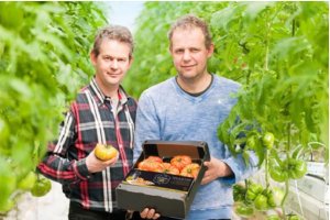 Productores de tomate holandeses bajo invernadero
