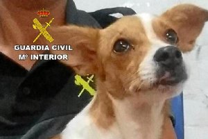 Perro abandonado en Santa María del Águila.
