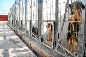 Perros en el centro zoosanitario municipal de Almería. 