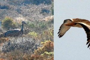 Ejemplar de avutarda fotografiado esta semana en el Cabo de Gata, en tierra y en pleno vuelo, por J. J. Matamala. 