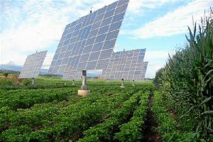 Paneles solares entre los cultivos